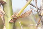 Moundlily yucca